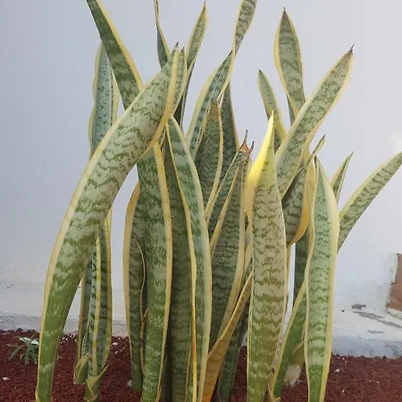 Villa Hipoclub Villas, Aguamarina 30 Playa Blanca (Lanzarote)